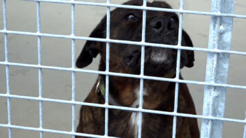 Adopcje wstrzymane