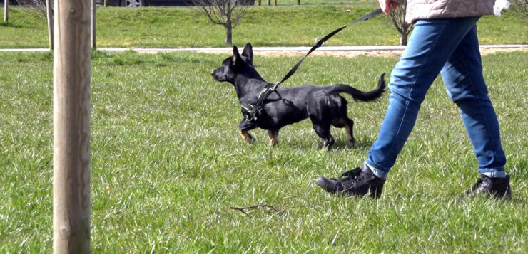 Znakowanie i kastracja zwierząt właścicielskich w Słupsku