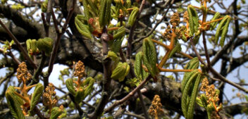 Dzień Ziemi. Ekonamiot przed ratuszem i atrakcje dla dzieci